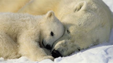 Polar Bear Wallpaper 65 Pictures