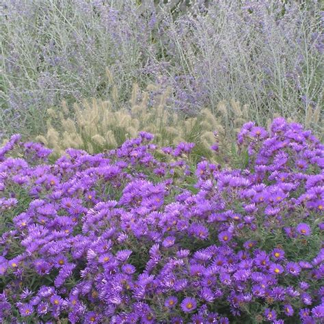 Aster Novae Angliae Purple Dome White Flower Farm