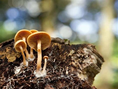 Grow Mushrooms On Logs Garden Tips 2023 Northern Nester