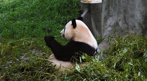 Do Pandas Eat Meat Myth Or Fact Hedge The Book