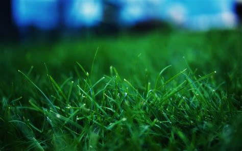 Grass Wallpaper Green Wallpaper 19784909 Fanpop