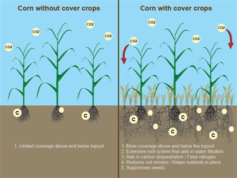 Green Revolution Incredible Benefits Of Cover Crops