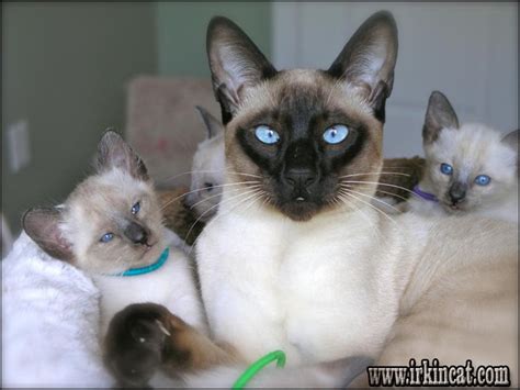 Though not usually aggressive, siberian does want to be treated with respect and her fierce sense of loyalty may entice her to attack even larger animals if pushed. Siamese Kittens For Sale Near Me - What Is It? | irkincat.com