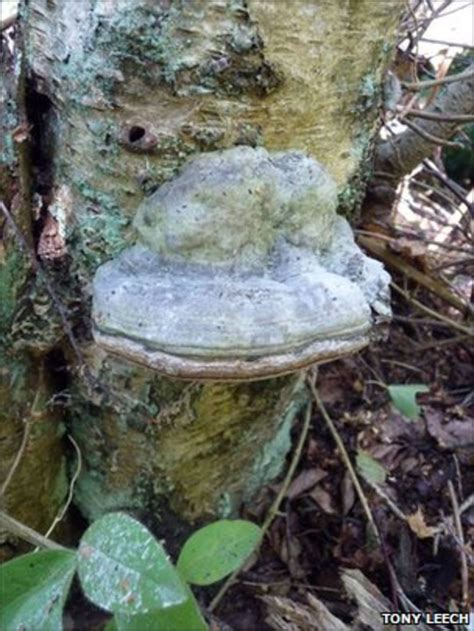 Comeback Of Rare Ancient Fungus In Norfolk Bbc News