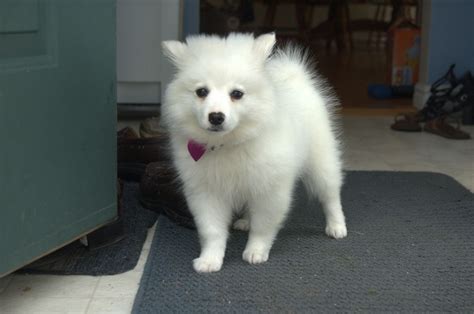 Miniature American Eskimo Pomeranian Mix For Sale Pets Lovers