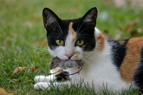 La Fédération nationale des chasseurs s attaque au chat domestique et crée la polémique