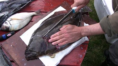 This and delicious clean recipes all in one post. How to Fillet a Fluke - Flounder/Fluke Cleaning - YouTube