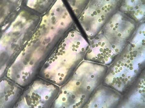 With careful handling, living plant cells can be used very effectively on the confocal microscope. Elodea Streaming - YouTube