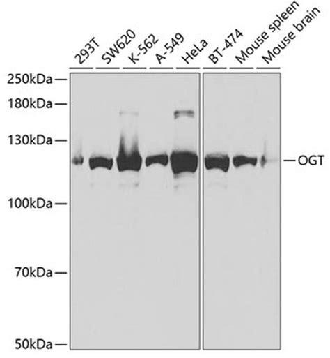 Ogt Polyclonal Antibody Pa5 96026