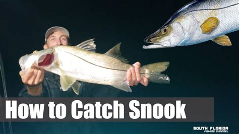 How To Catch Snook Live Bait And Jigs Youtube