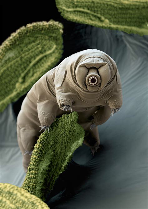 The Tardigrade Microscopic Indestructible Water Bears Thurstontalk