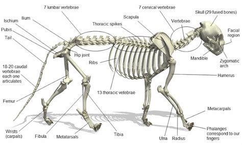 Click now to learn more about the bones, muscles, and soft tissues of these regions at kenhub! Cat Skeleton - PoC
