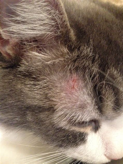 Strange Rash On Cat Thecatsite