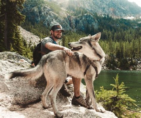 Wolf Dog Hybrid The Honest Truth About Owning A Pet Wolf Living Tiny