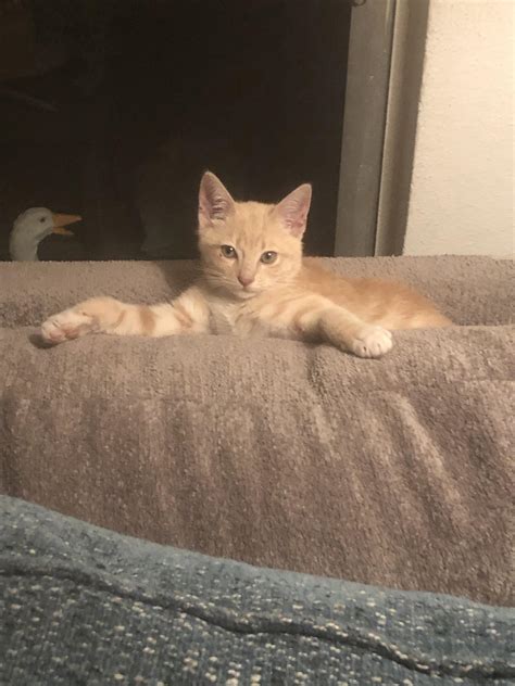 Meet my new kitten Louis, the don : r/Eyebleach