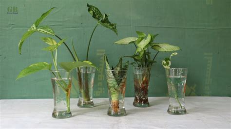 Grow Indoor Plants In Water Youtube