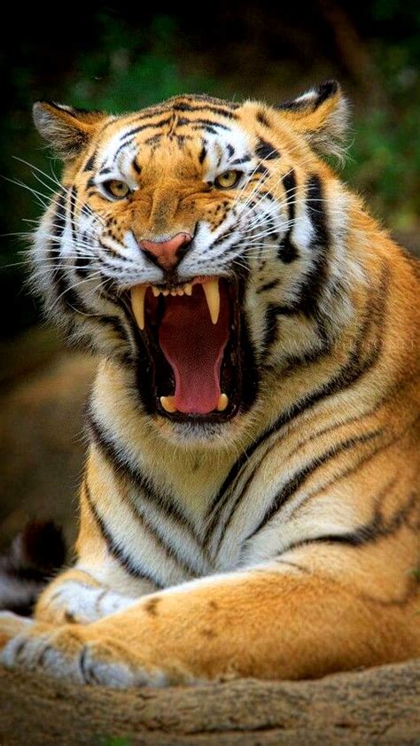 1920x1080px 1080p Free Download What A Tiger Angry Animal Big