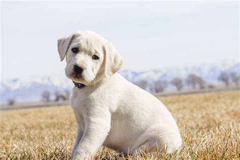 Labrador retrievers come in colors of. White Male Labrador Puppy - Smith - Puppy Steps Training