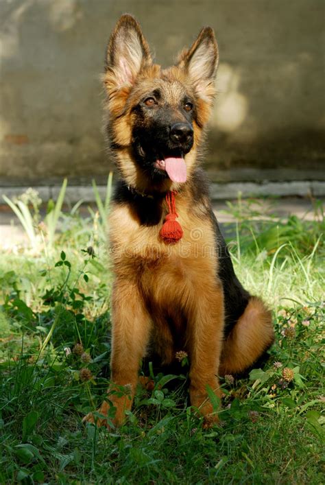 Beautiful Young German Shepherd Dog Puppy Stock Photo Image Of Breed