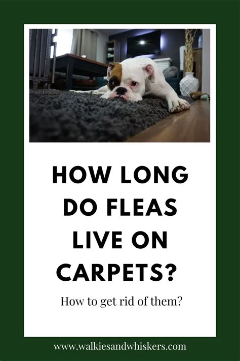 How Long Do Fleas Live On Carpets How To Get Rid Of Them