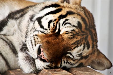 Sleeping Tiger Free Stock Photo Public Domain Pictures