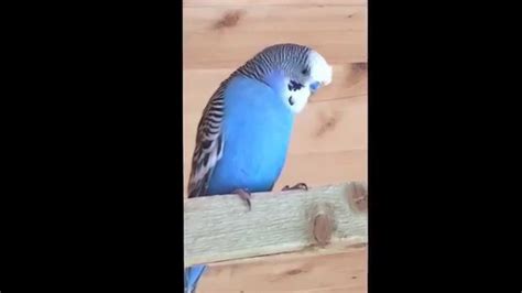 Crested Budgies Youtube
