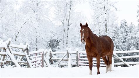 Cute Winter Animal Wallpapers Top Free Cute Winter Animal Backgrounds