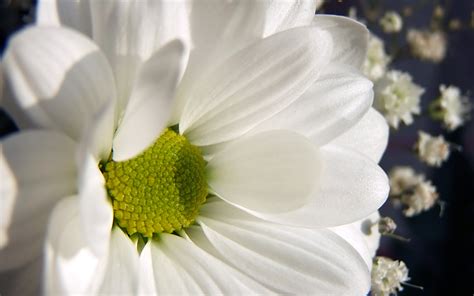 Dream Spring 2012 Daisy Wallpapers Hd Wallpapers 96728
