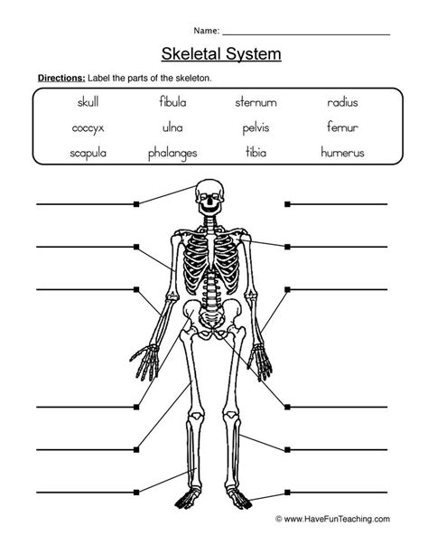 Label Skeletal System Worksheet Have Fun Teaching Skeletal System