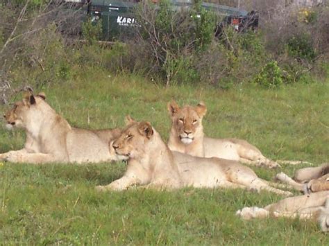 Kariega Game Reserve South Africa 2022 Best Places To Visit Tripadvisor