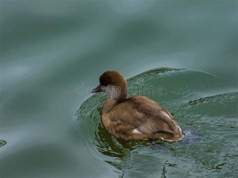 Female Of Diving Duck Common Pochard Or Aythya Ferina Close Up Portrait