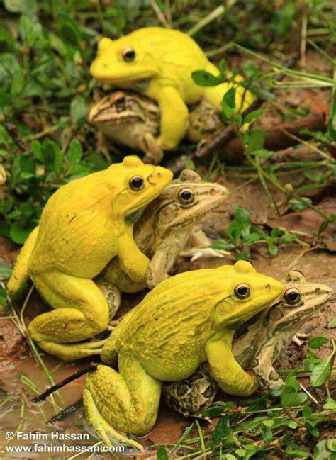 Frogs Mating Animals Pinterest Frogs Amphibians And Reptiles