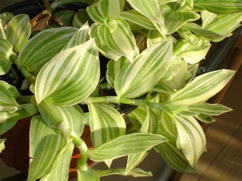 9 Types Of Wandering Jew Plants Tradescantia Species And Care Tips