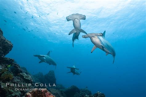 Scalloped Hammerhead Shark Sphyrna Lewini Wolf Island Galapagos