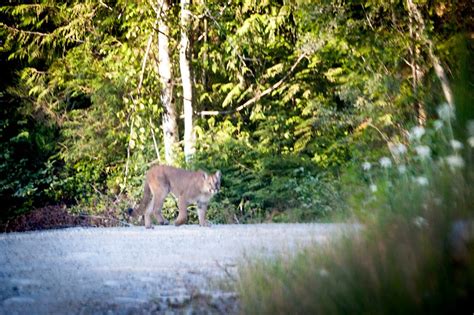 Rare Cougar Sighting In Endangered Forest On Vancouver Island Ancient