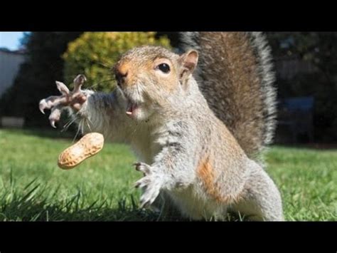 We often see photos of them in their natural habitat locked in a battle for survival, or scavenging for a meal. The most ridiculous & funniest ANIMAL videos #3 - Funny ...