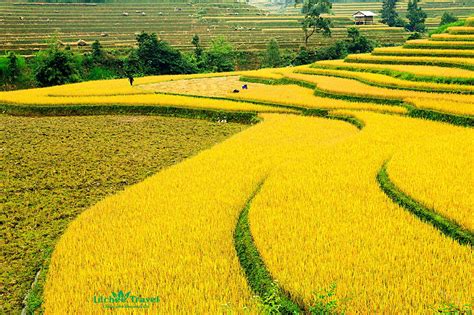 hình ảnh đẹp về cánh đồng lúa chín ở làng quê việt nam tháng hai 2023 z photos