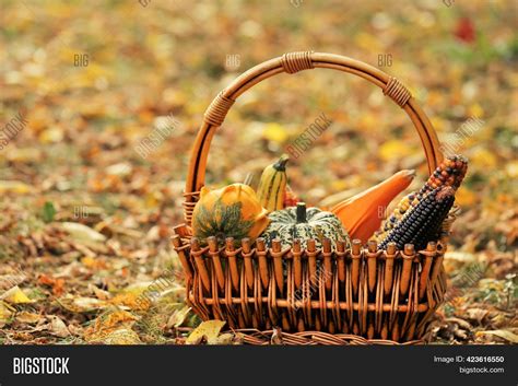 Autumn Harvest Image And Photo Free Trial Bigstock