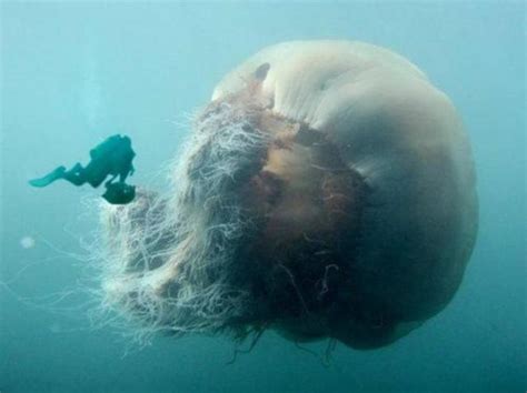 Самая большая медуза в мире топ крупных медуз мирового океана Самый