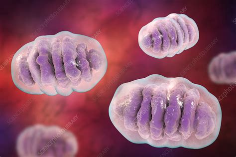 Mitochondria Illustration Stock Image F0182222 Science Photo