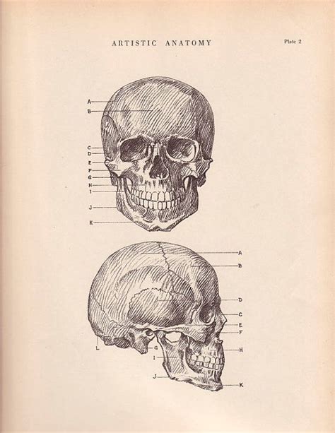 Human Skull Anatomy Print 9 X 12 Drawing Vintage 1941 By Agedpage 11