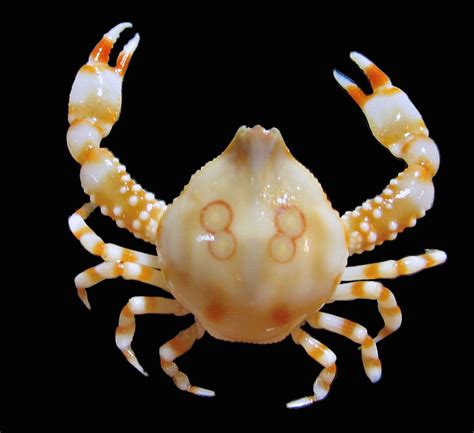 Researchers discover new species of crab within the Qatar Marine Zone