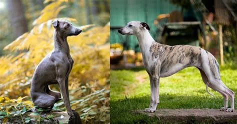 Whippet Vs Italian Greyhound 12 Differences You Didnt Know