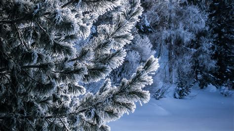 Download Wallpaper 2048x1152 Winter Snow Tree Snowy Frost Frosty