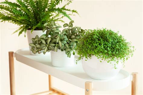 Come si chiama e come curarla? Albivenis Di Fittonia Delle Piante Da Appartamento ...