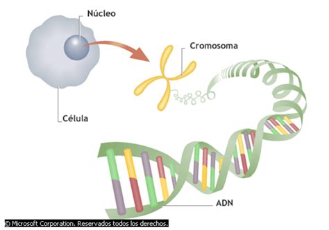 Blog De Biologia Teoría Cromosómica De La Herencia