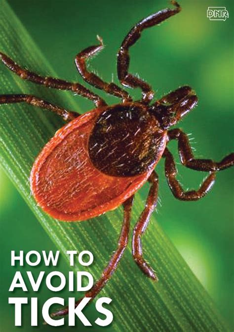 Tips And Tricks For Avoiding And Removing Ticks Lyme Disease Lyme