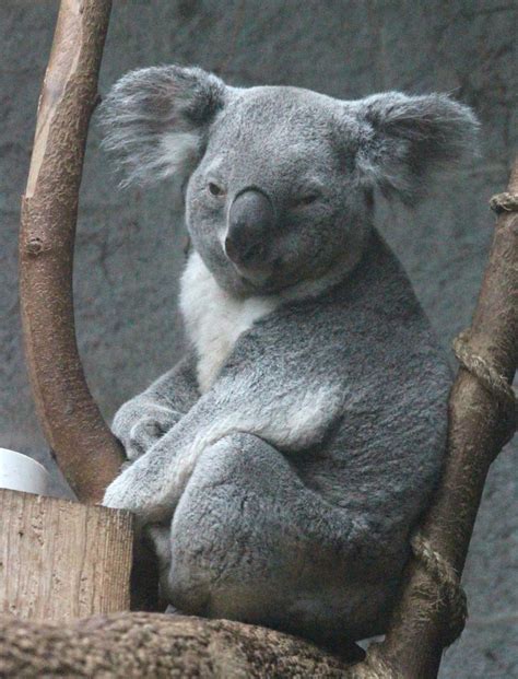 Koala Img0566 Koala Phascolarctos Cinereus At Columbus Ozinoh