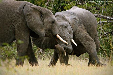 Loxodonta Africana Elefante 015172 Juzaphoto