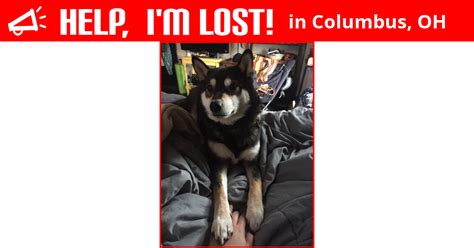 Answer a few quick questions to see your perfect matches on petfinder. Lost Dog (Columbus, Ohio) - Comet